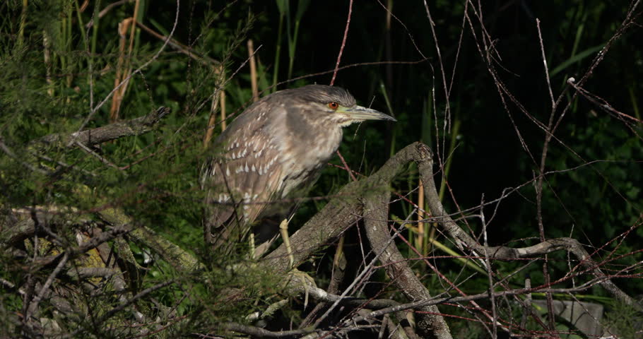 Juvenile Black-crowned night heron ,Nycticorax nycticorax , the Camargue, France