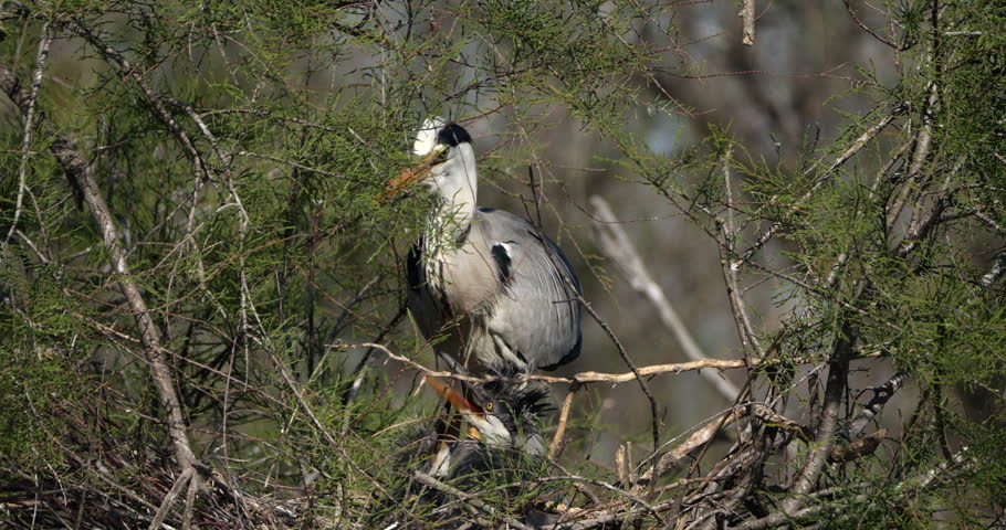 Juvenile Black-crowned night heron ,Nycticorax nycticorax , the Camargue, France