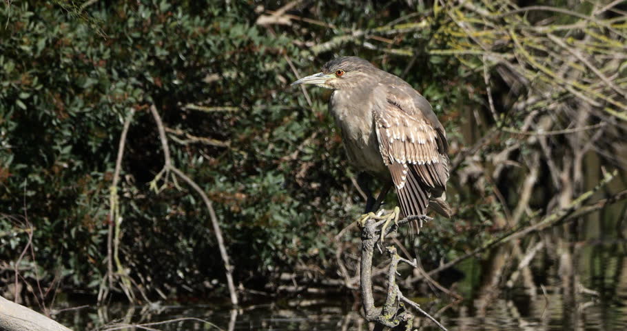 Juvenile Black-crowned night heron ,Nycticorax nycticorax , the Camargue, France