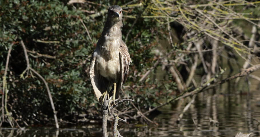 Juvenile Black-crowned night heron ,Nycticorax nycticorax , the Camargue, France