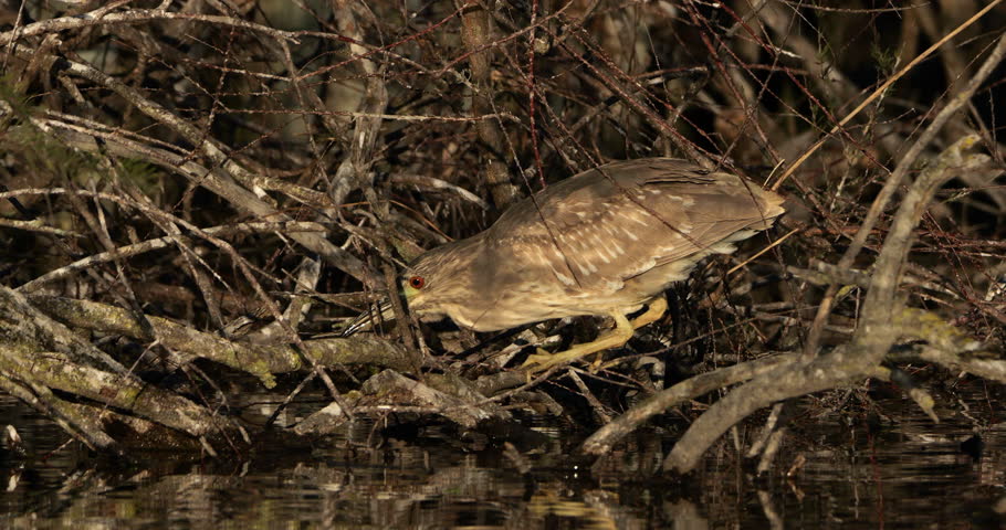 Juvenile Black-crowned night heron ,Nycticorax nycticorax , the Camargue, France