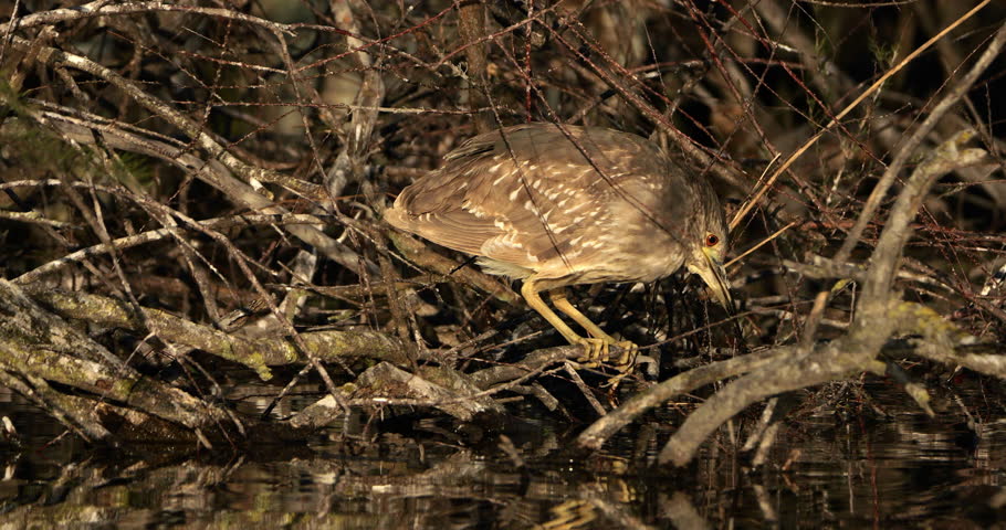 Juvenile Black-crowned night heron ,Nycticorax nycticorax , the Camargue, France