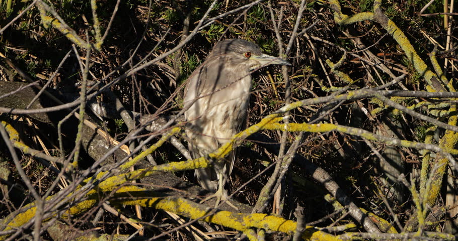 Juvenile Black-crowned night heron ,Nycticorax nycticorax , the Camargue, France