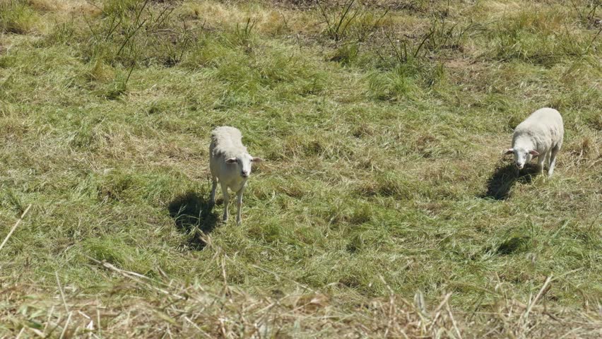 Two sheep grazing in a grassy field
