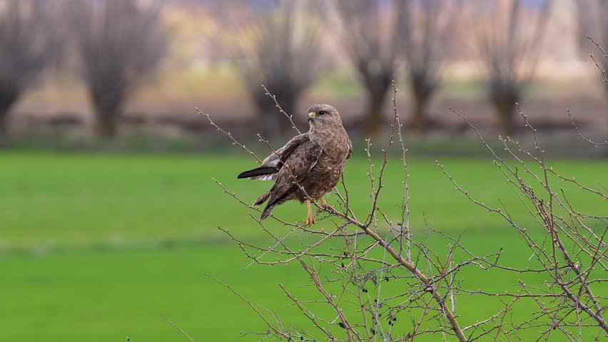 Bird of prey perching on a tree branch in nature