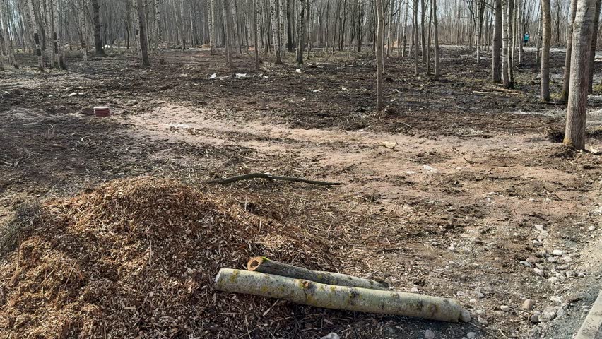 Birch grove with mulch pile. Spring clearing filled with shredded bark and wood chips covering ground, fallen logs near pile.