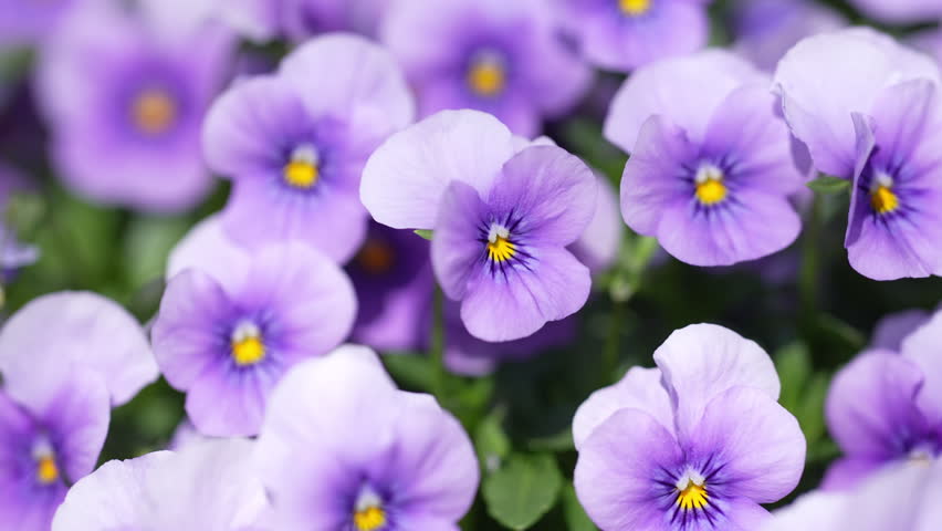 Pink pansy flowers blooming in spring. Delicate violet viola flowers in garden light. Pansy blossom close up in sunlight. Violet viola flower blooming in spring garden. Soft pink pansies in nature.