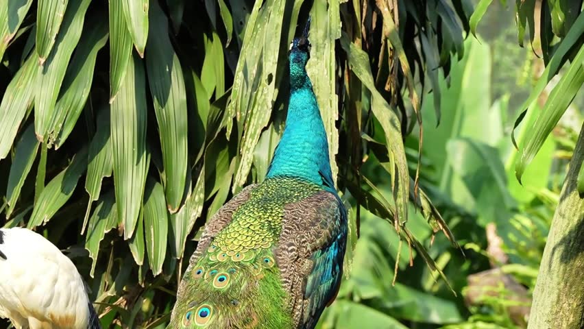 blue peacock enjoying the afternoon in the park with ibis near it, the indian peafowl in the green park, peacock and big leaves in the background