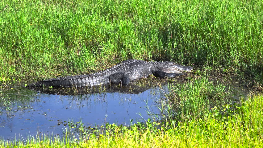 Large alligator basking in the sun near freshwater pond in Florida marshland, natural wildlife habitat.