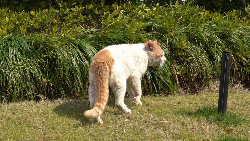 Stray White and Brown Cat Walks Away