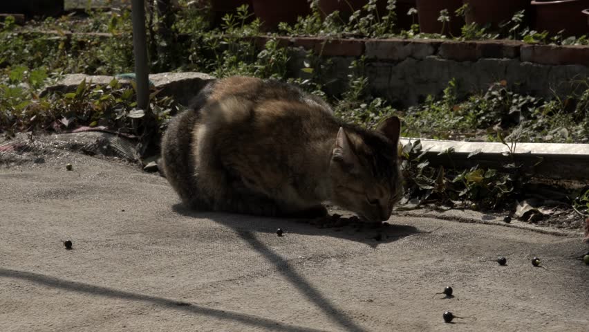 Stray Tortoiseshell Tabby Cat Eating on Pavement at Suzhou Xiyuan Temple (Jiangsu, China)