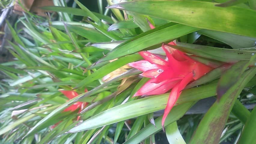 red spiky grass flower swaying gently in natural light