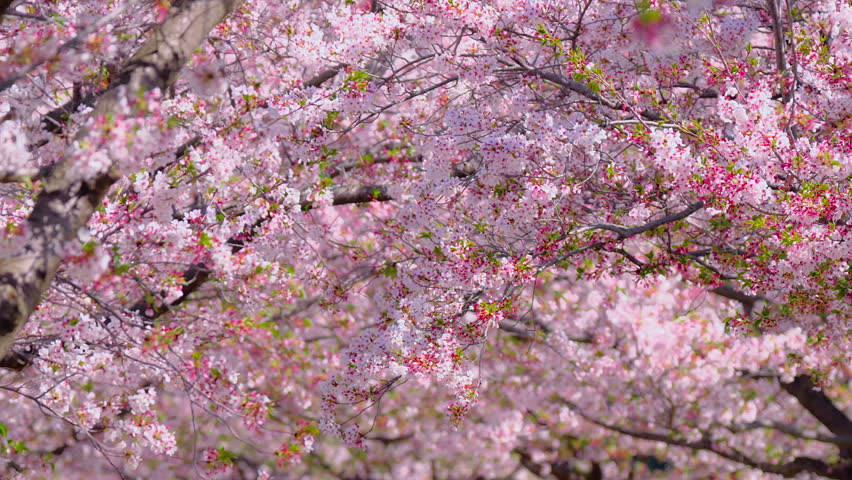 Flower Background, Cherry Blossom Petals Flying in Spring Wind