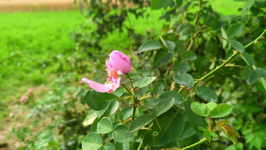 Macro view of a blooming rose captured in a natural environment, showcasing soft textures, rich details, and the timeless beauty of a fresh flower.