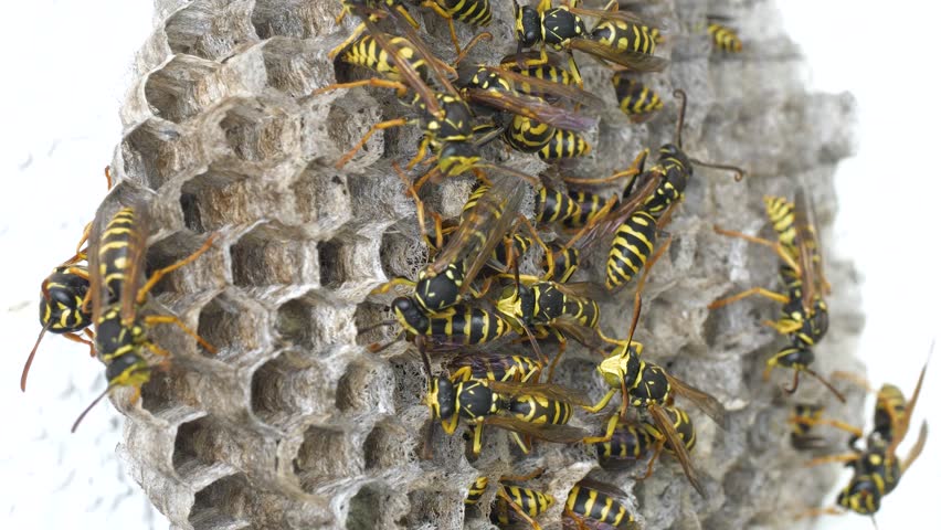 Close-up footage of a digger wasp and its nest, a european species of wasp belonging to the Vespa genus.