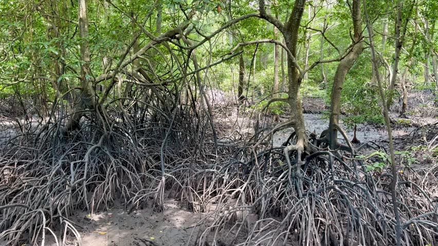 Lumut mangrove city park, mangrove forest in Lumut town Malaysia