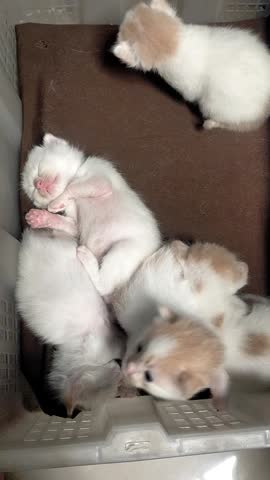 Group of Tiny Newborn Kittens Sleeping Together - Cute White and Ginger Baby Cats Snuggling in a Basket