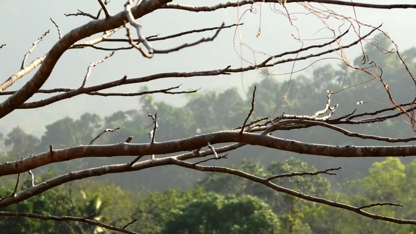 A beautiful landscape in the morning at high ranges in Idukki, Kerala, India.