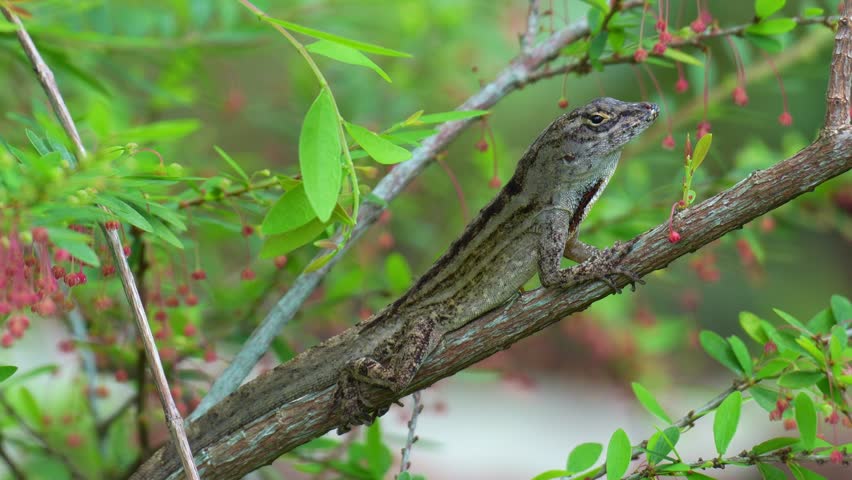A male Brown Anole (Anolis sagrei) displays its vibrant orange and red dewlap, close up shot.