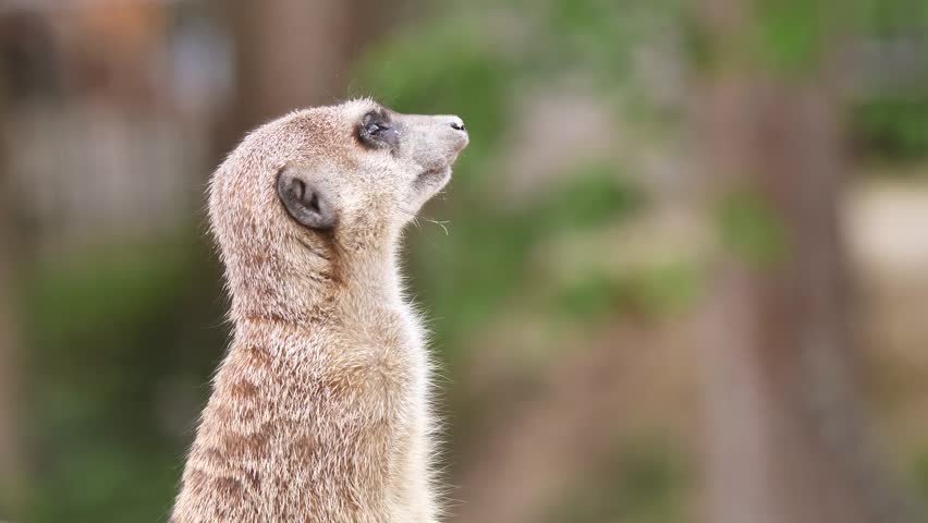 A detailed close-up of a meerkat standing upright in an alert posture within a South African wildlife park, against a blurred natural background. Shot in natural lighting, emphasizing texture.