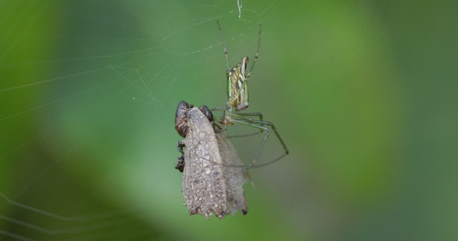 Decorative Vleispider devours a butterfly in its web on a cold winter morning, dew drops covered butterfly