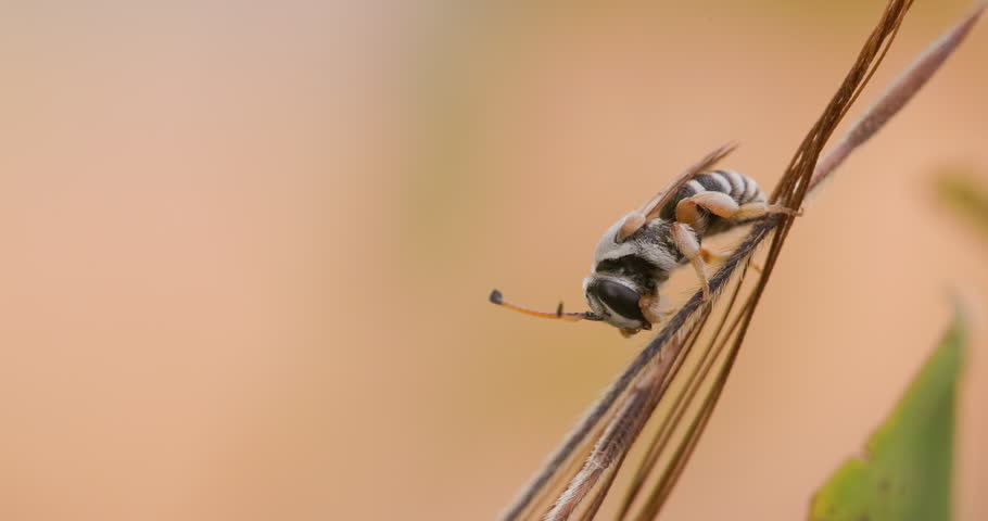 Long-horned Nomia bee waking up and grooming its antennae at sunrise on a cold winter morning, stripes