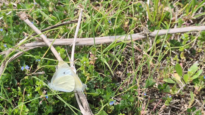 Two Cabbage White butterflies mating on grass and taking flight