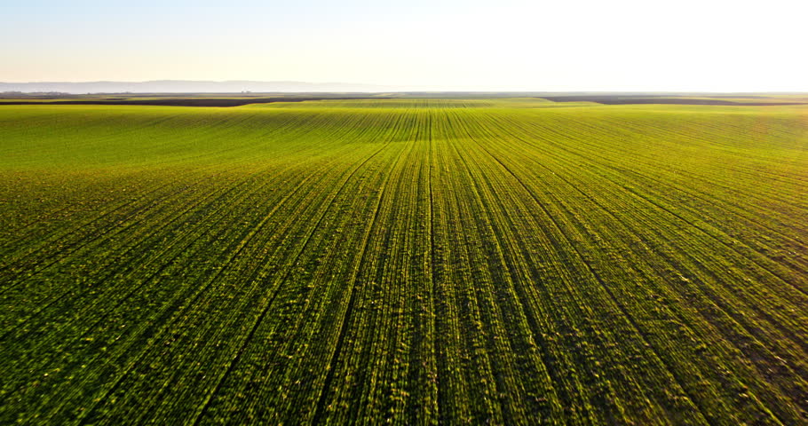 Expansive green agricultural landscape with cultivated rows of crops stretching towards the horizon