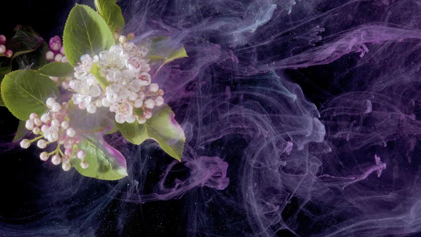 White blossom with green leaves drifting through smoky purple panorama on black stage, panoramic macro showing wide liquid currents, cinematic