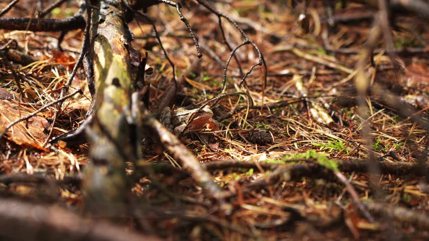 Close-up of a frog camouflaging itself in the forest floor.