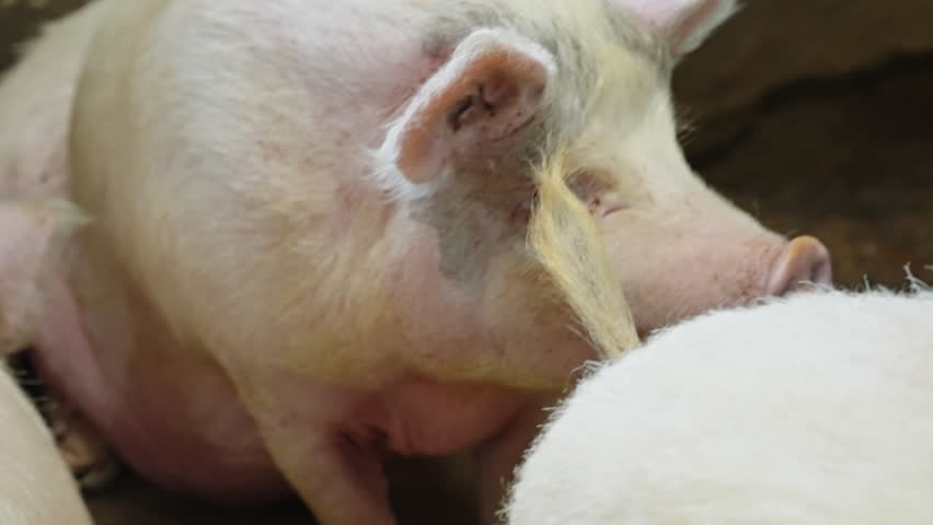 Close-up of a domestic pig resting among companions in a rustic pen, showing pink skin, coarse bristles, and floppy ears, captured in soft natural light on a calm farm.