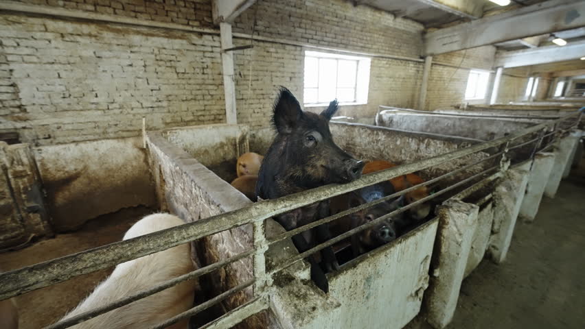 Close-up of a tagged black pig leaning over a metal rail in a rustic brick-walled barn, surrounded by other pigs in concrete pens under soft window light, illustrating indoor farm livestock housing