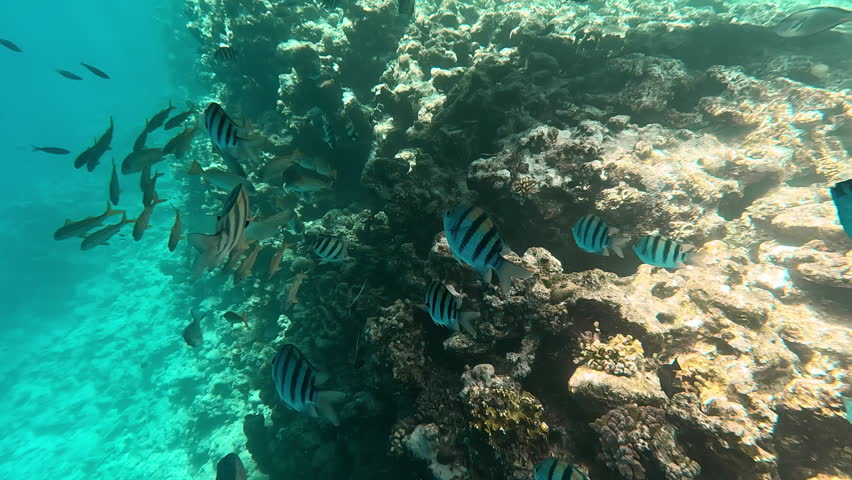 Underwater life, snorkeling in Red sea. Flocks of fish swimming next to coral reef