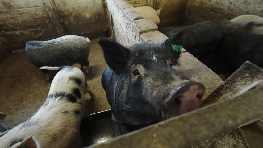 Curious black pig with eartag peers over rustic brick partition as a small herd feeds at a trough inside an indoor pigpen, highlighting farm livestock behavior and enclosure design