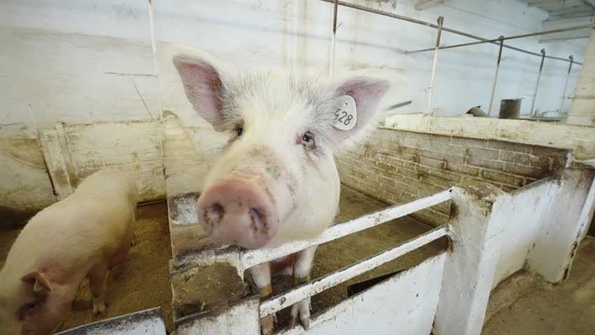 Curious ear-tagged pig leaning over a worn pen railing inside a barn, its muddy snout and bristled ears prominent as it explores the concrete enclosure of a livestock facility