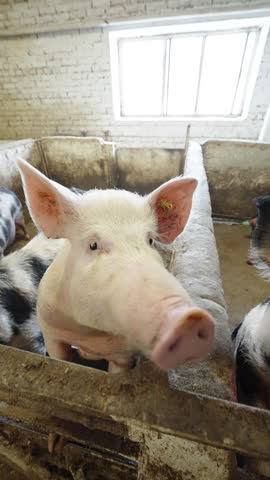 Curious piglets and young pigs crowding the pen railing in a rustic indoor barn, noses reaching toward the camera under window light, showcasing playful behavior and farm life