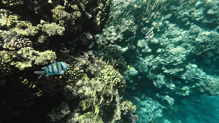 Tropical fish sergeant major swimming next to coral reef. Underwater life of Red sea, snorkeling.