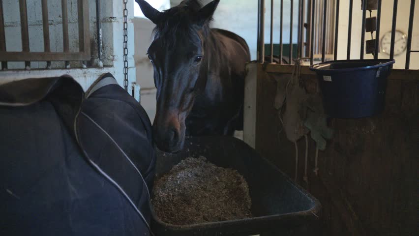 Beautiful dark stallion standing in a barn stall while eating from a feeder at the ranch