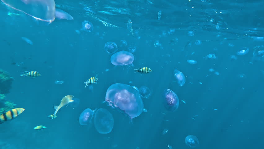 Fish swimming among many jellyfish in Red sea. Underwater, marine life. snorkeling.