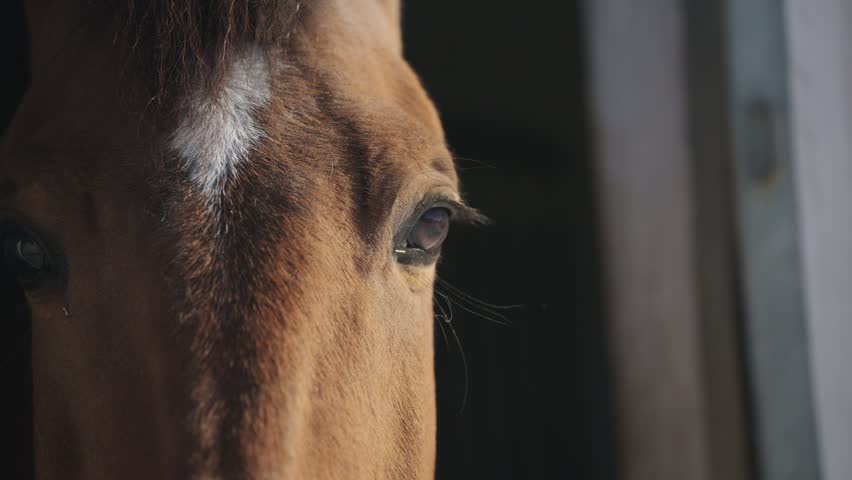 Extreme close up of a majestic brown horse with a white blaze leaving the window of its stall