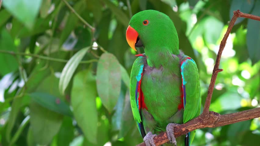 A male Moluccan Eclectus Parrot (Eclectus roratus) perches on a branch beneath a dense tree canopy, close up shot.
