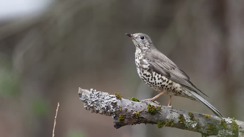 Bird - Mistle Thrush Turdus viscivorus spring time forest in Poland Europe