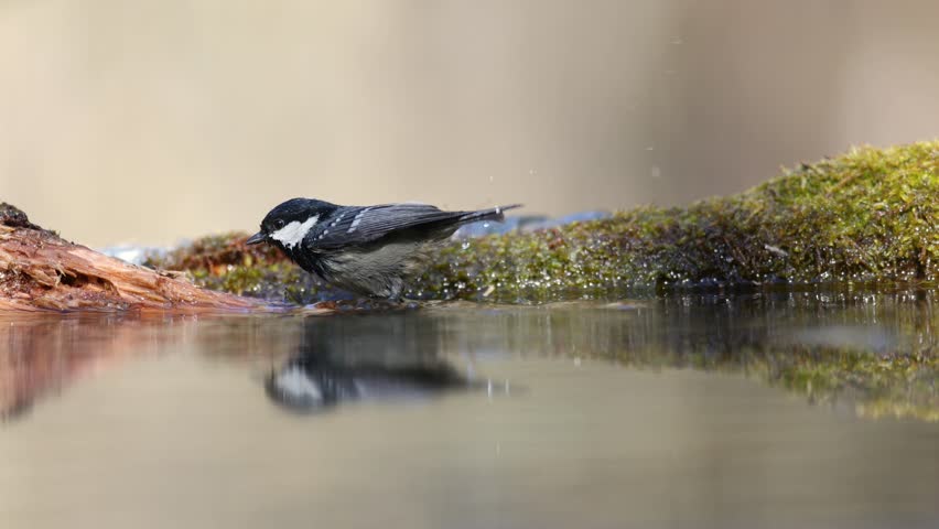 Bird in forest - Coal tit Periparus ater, wildlife Poland Europe spring time, bird batching and drinking water on forest pond