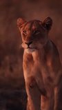 Immerse in this vertical video of a lioness bathed in golden hour light. Captured in South African habitat, this close-up shot highlights her focused gaze. Ideal for mobile platforms. - Powered by Shutterstock - Get 15% off with code: PIKWIZARD15