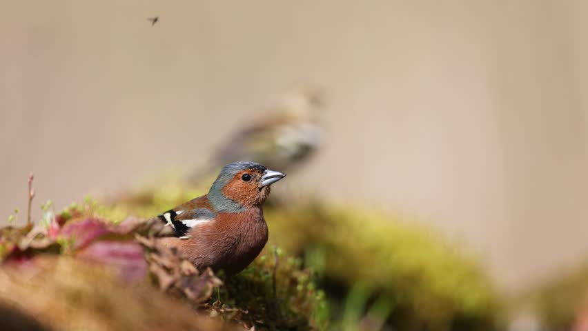 Bird male chaffinch Fringilla coelebs perching on forest puddle, bird drinking water spring time Poland Europe