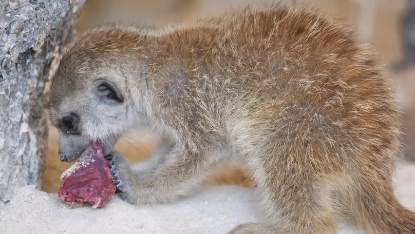 Experience the intimate close-up of a meerkat savoring raw meat amid rocky terrain in a South African wildlife park.