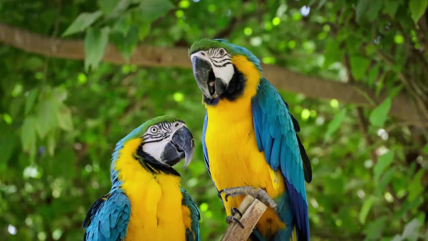 Blue-and-yellow parrot pair perched on a tropical Amazon tree branch, displaying affectionate behavior, vibrant feathers, and intricate details in natural sunlight ,capturing wildlife intimacy and exotic bird beauty in high resolution.