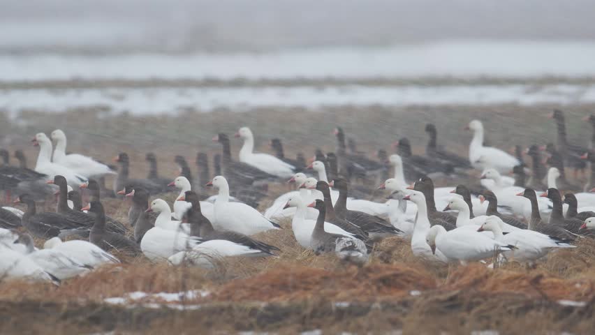a flock of snow geese and greater white-fronted geese in a blizzard