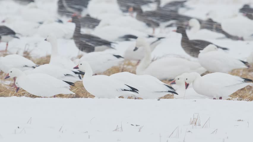 a flock of snow geese in a blizzard (slow motion)