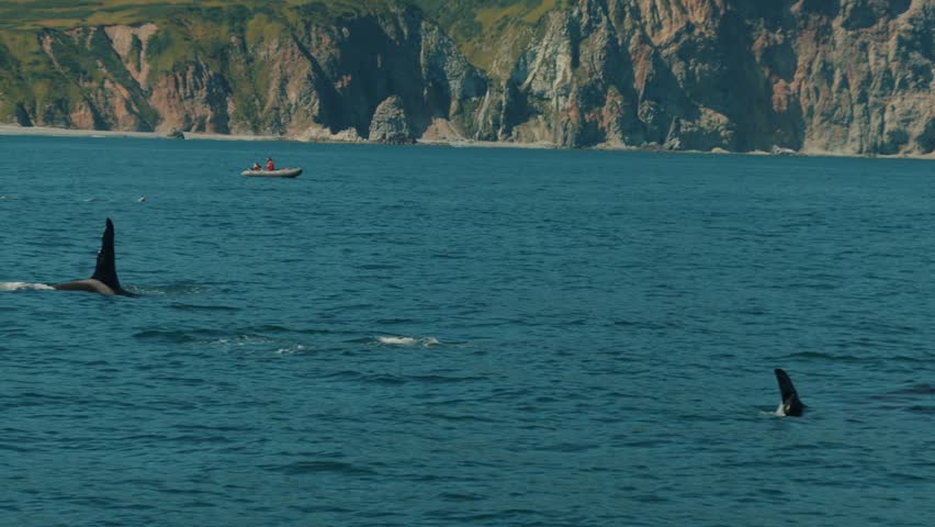 Pod of killer whales swims in bay surrounded by mountain ranges and throws out fountains of steam as they surface. Fishermen in rubber boat fish in cove. Slow motion.